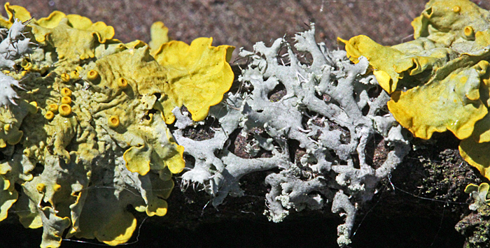 Yellow and grey lichens on a twig