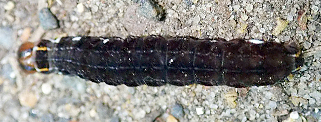 Insect larva