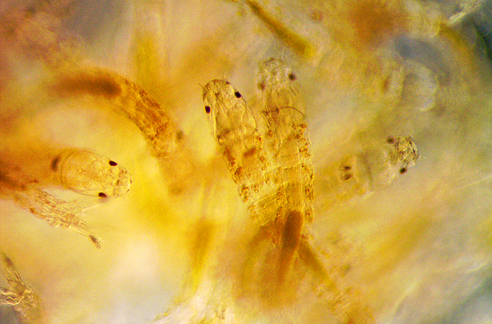 Insect larvae in egg mass