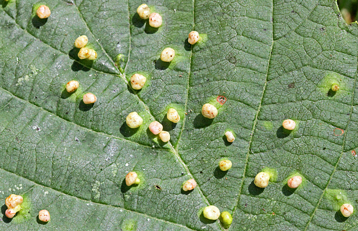 Leaf galls on alder