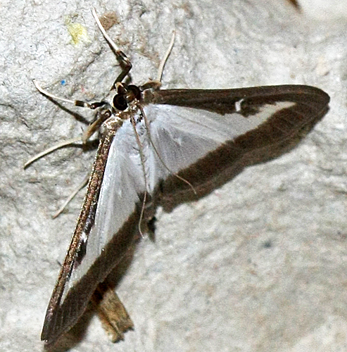 Box tree moth