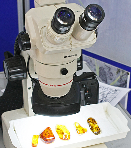 Baltic amber under an Olympus stereomicroscope