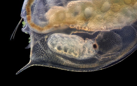 Baby daphnia inside mother