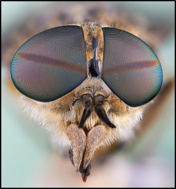 Compound eyes of fly