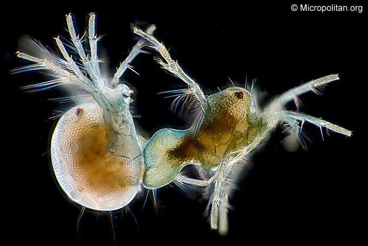 Mating mites