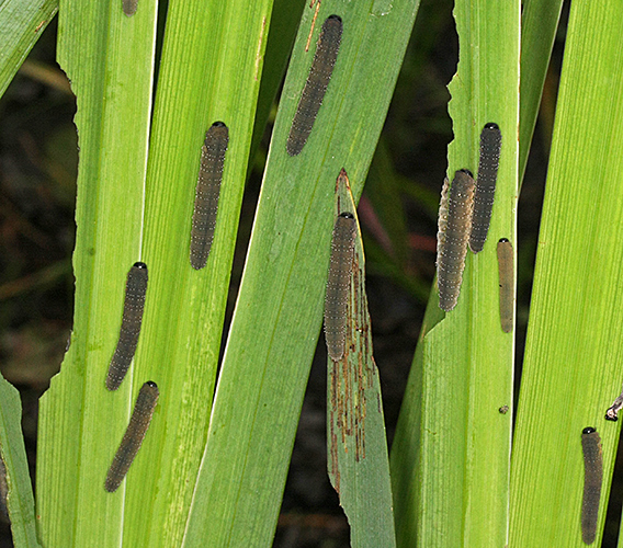 Iris sawfly larvae