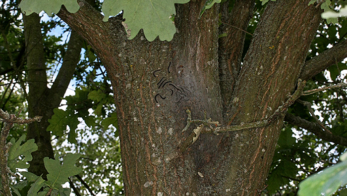 Oak processionary nest