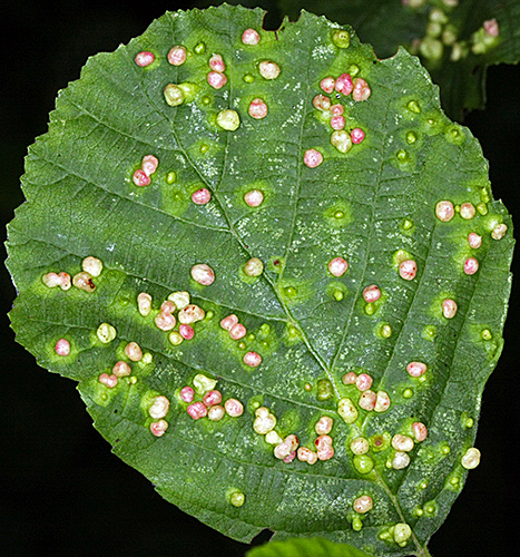 Galls on leaf of alder