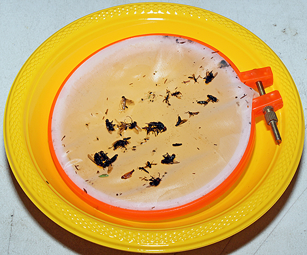 Insects caught in a yellow pan trap