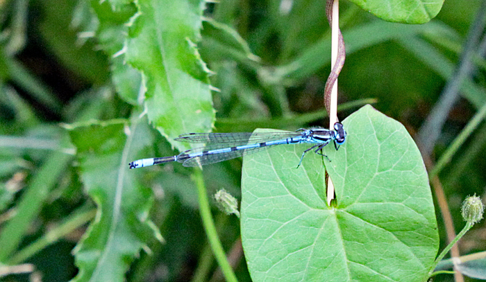 Blue damsel fly