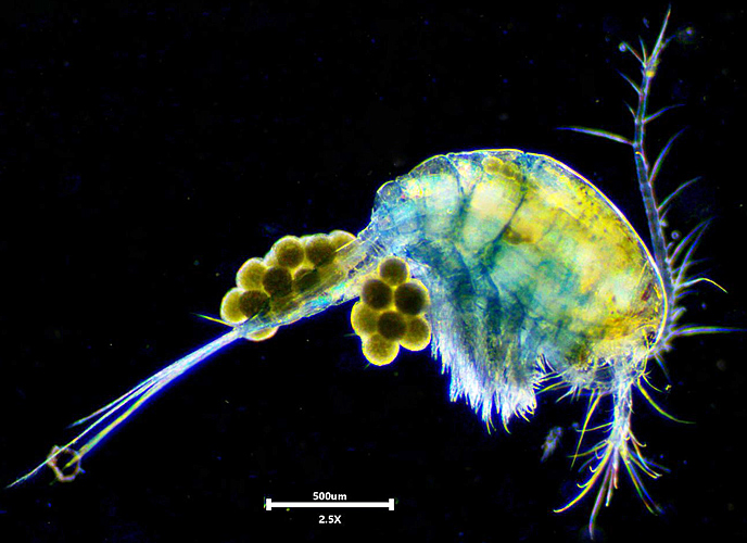 Copepod with eggs