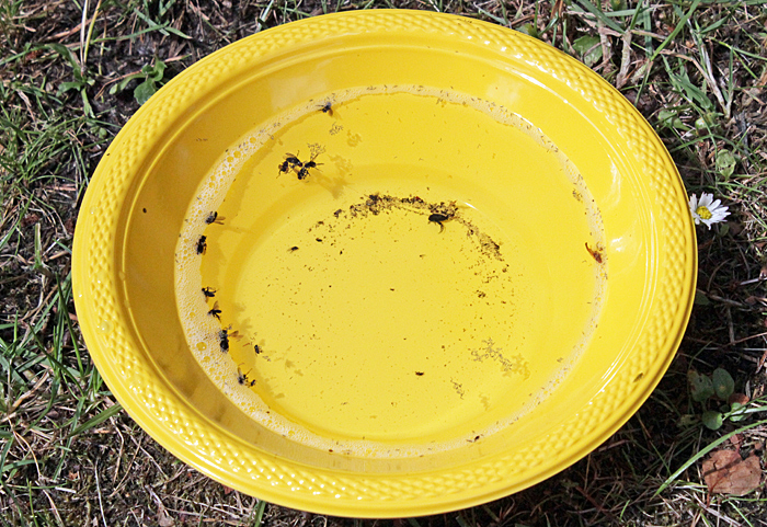 Yellow pan trap