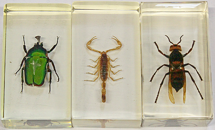 Beetles and scorpion in resin