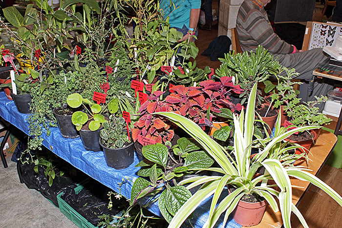 Pot plants for sale