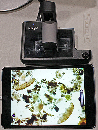 Tardigrades on the ioLight microscope