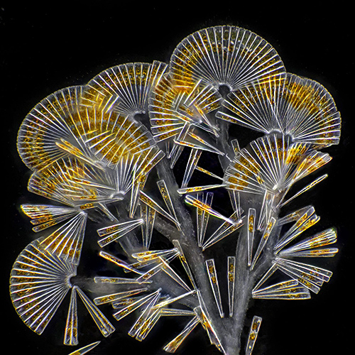 Licmophora flabellata (colonial diatoms)