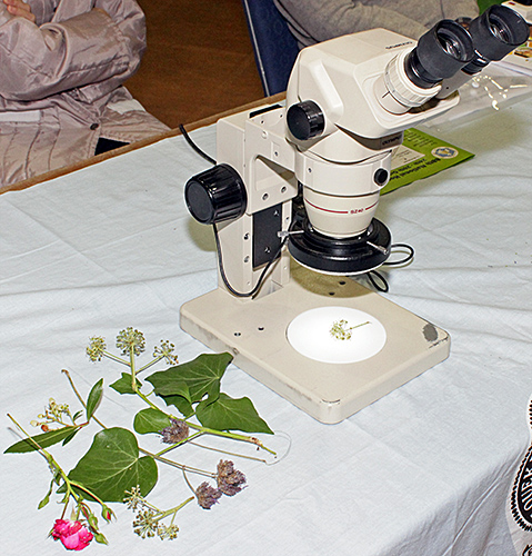 Stereomicroscope with plant material