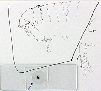 Drawing of cat flea by Paul Smith