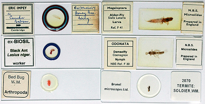 Slides of insects