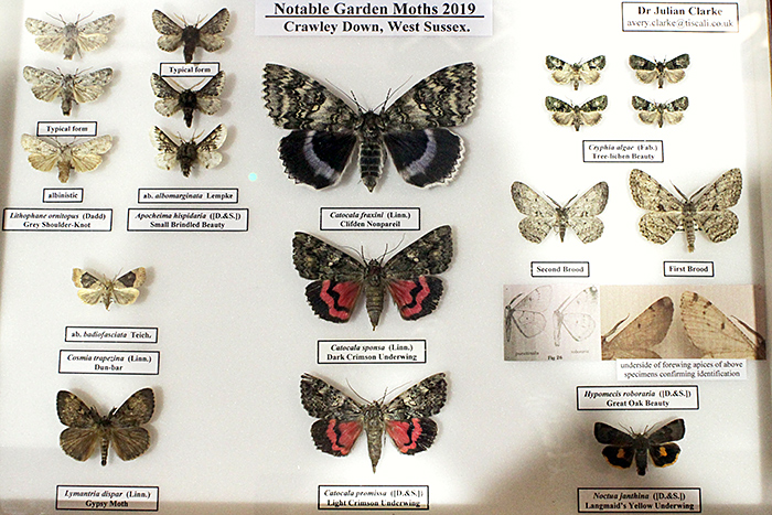 Moths from West Sussex