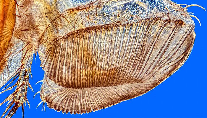 Kelp fly proboscis tip