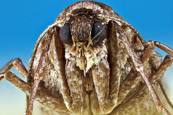 March moth (Alsophila aescularia), head of female