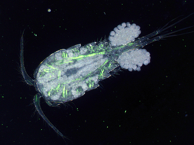 Copepod with eggs (dark ground plus crossed polarisers and green filter)