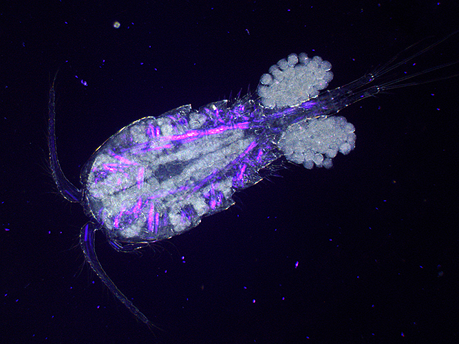 Copepod with eggs (dark ground plus crossed polarisers and magenta filter)