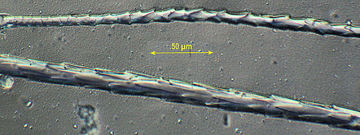 Scale patterns of harvest mouse hairs