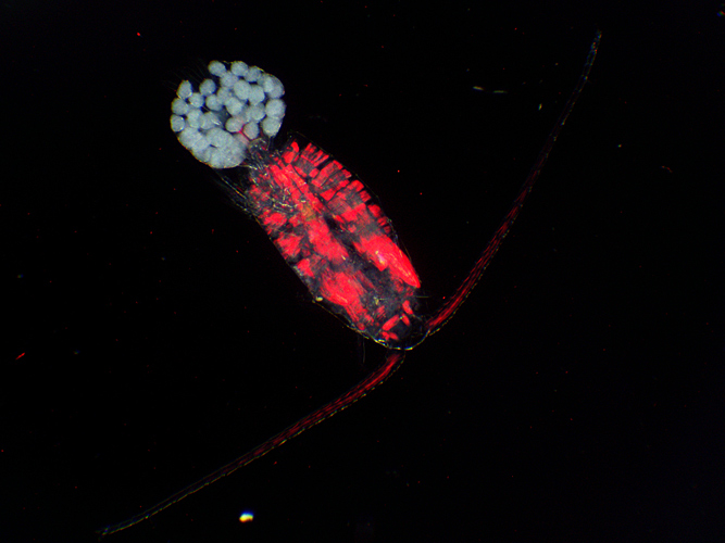 Copepod with eggs (dark ground plus crossed polarisers and red filter)