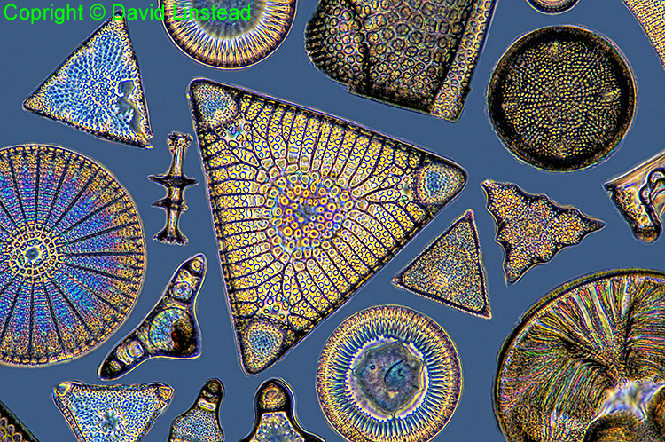 Fossil diatoms from Oamaru
