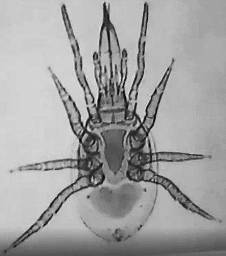 Calyptostoma sp. (a mite that lives on adult Tipulids)