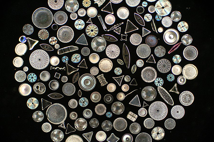 Diatom arrangement by W. A. Firth