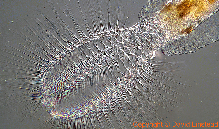 Coronal funnel of Stephanoceros fimbriatus