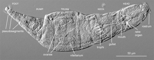 Adineta sp.