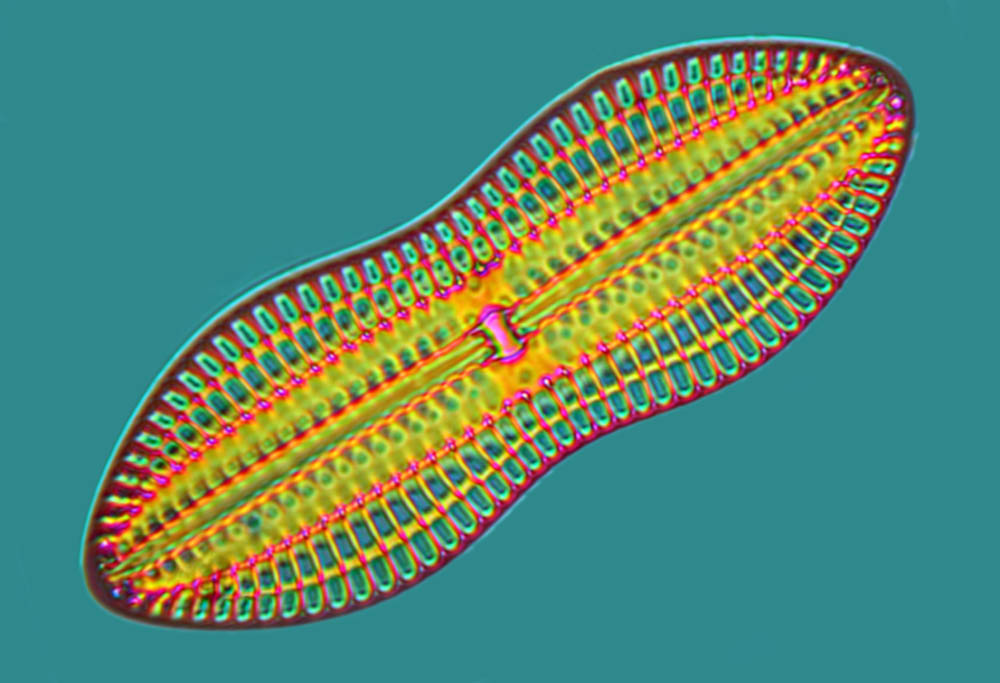 Diploneis diatom