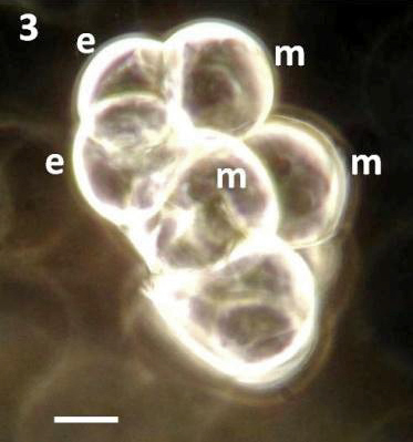 Pleurobrachia pileus embryo