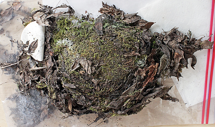 Nest of a robin from Nuneaton