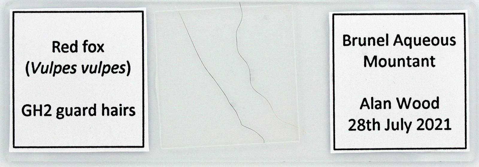 Slide of red fox guard hairs