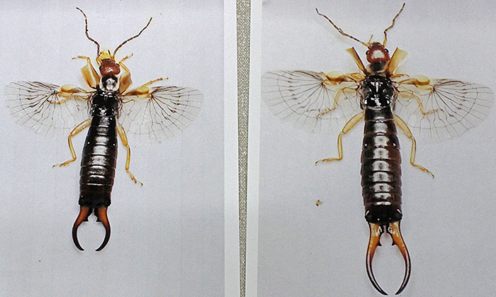 Photographs of earwigs with wings extended