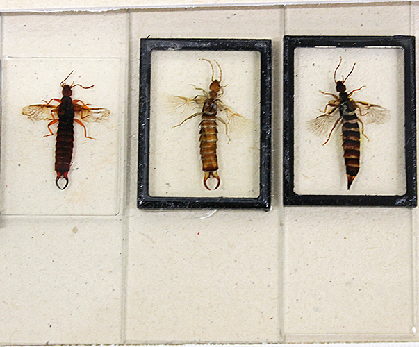 Slides of earwigs with wings extended