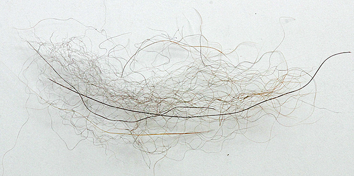 Clump of hair from bird spikes