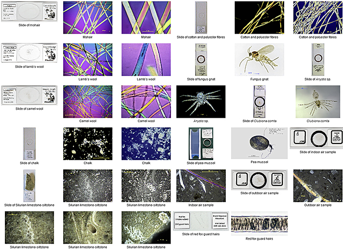 Gallery of slides and photomicrographs