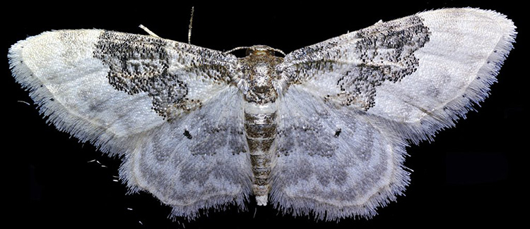 Least carpet moth