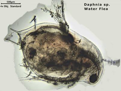 Daphnia sp.