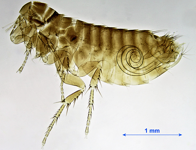 Ceratophyllus gallinae