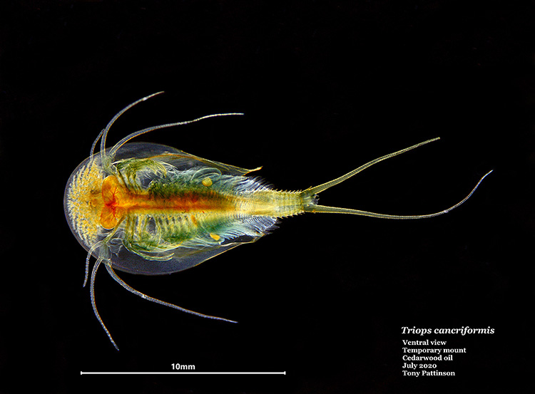 Tadpole shrimp (Triops cancriformis)