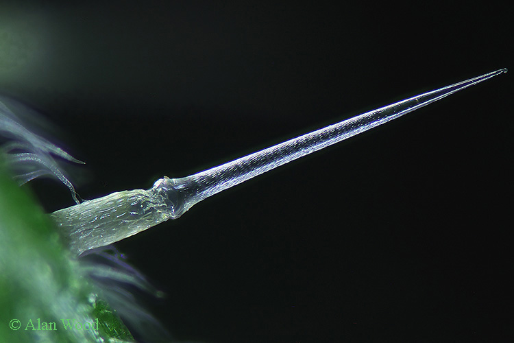 Stinging hair on stem of nettle