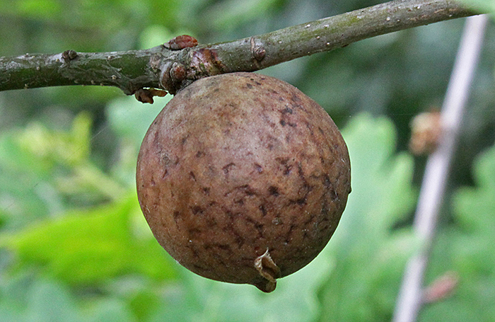 Marble gall from previous year