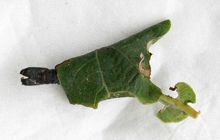 Pupa of green oak tortrix moth